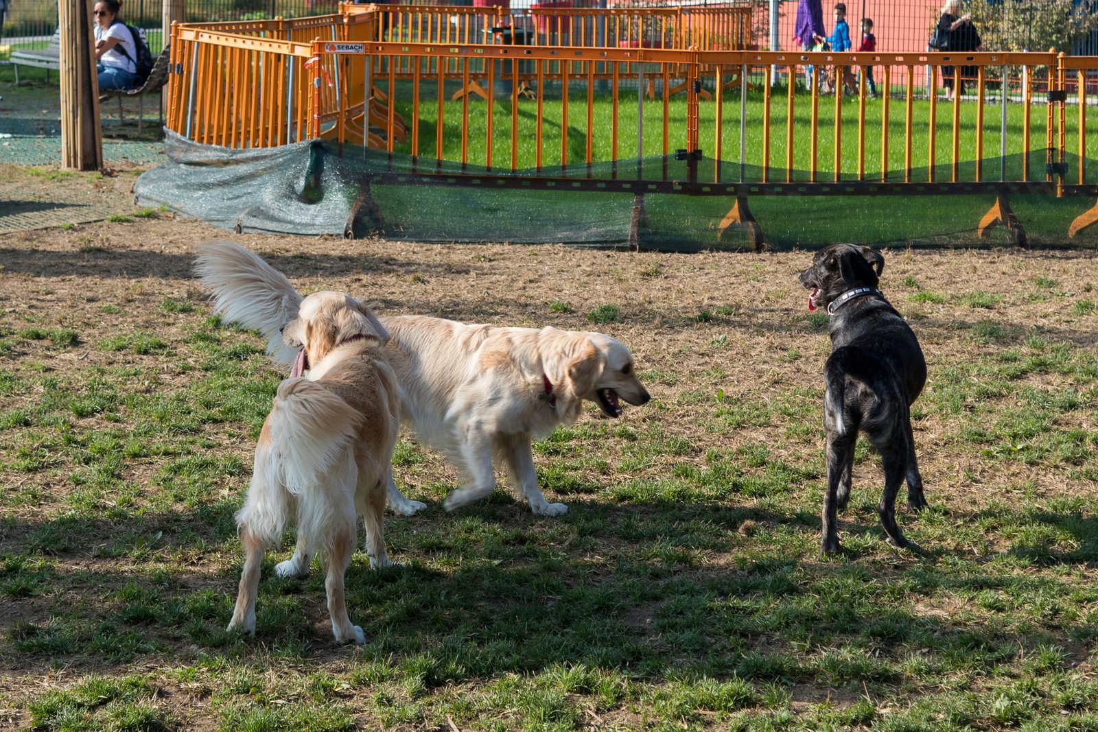 amor-peludo-socializacion-perro.jpg