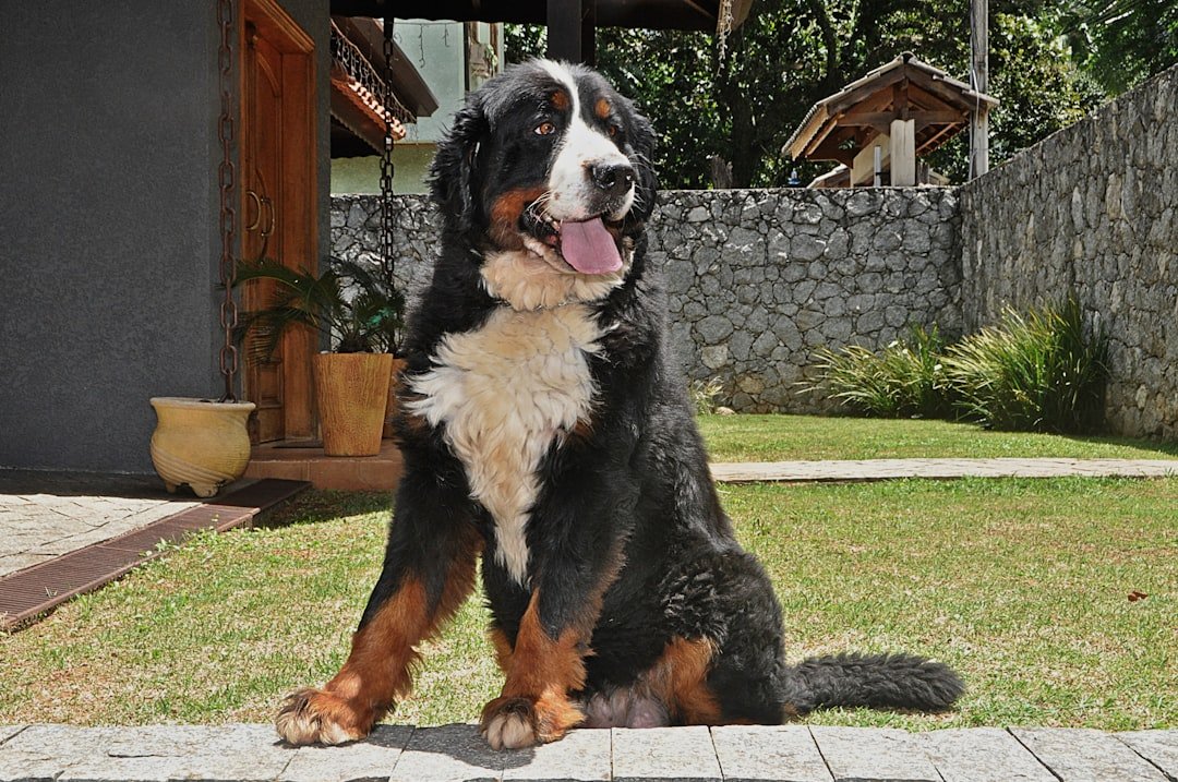 amor-peludo-casa-perro.jpg