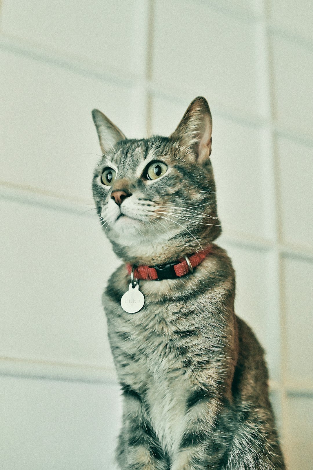 amor-peludo-collar-gato.jpg