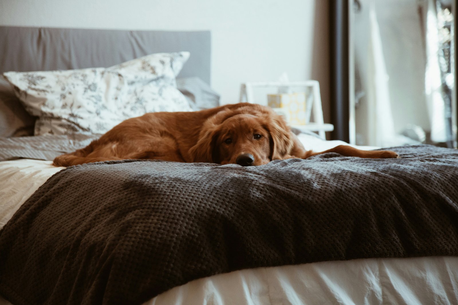 amor-peludo-cama-ortopedica-senior.jpg