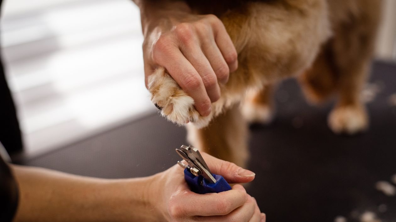 Los 3 Accesorios Esenciales que Todo Dueño de Perro Necesita en Casa