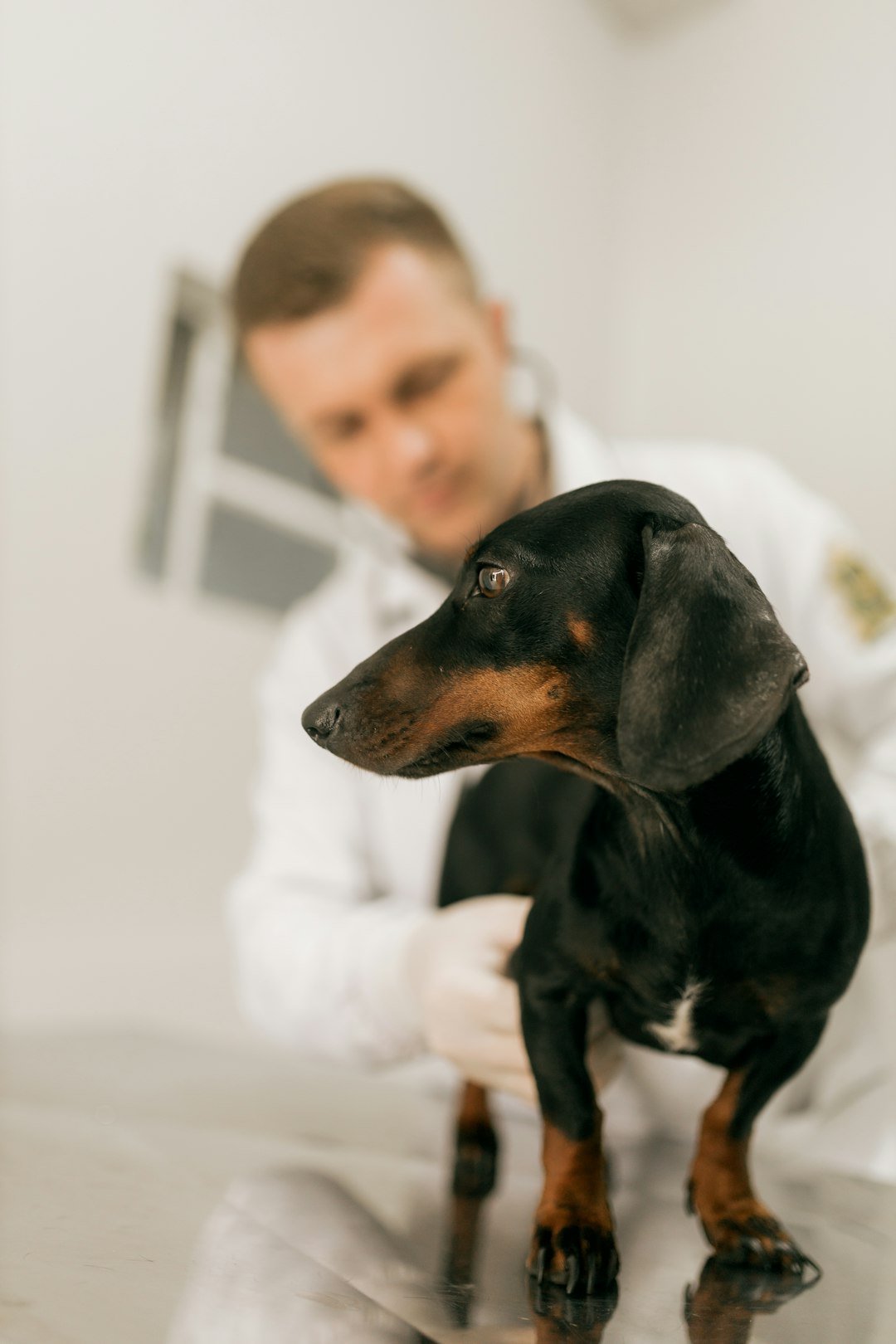 amor-peludo-bordetella-tos-perreras.jpg