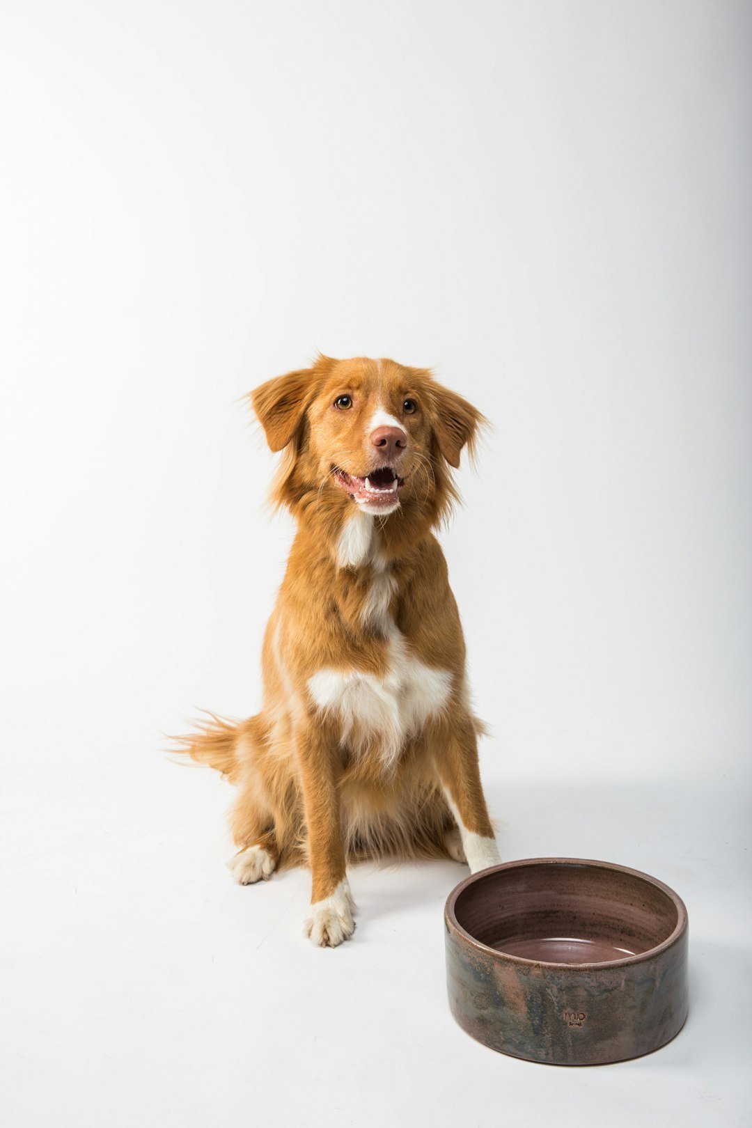 amor-peludo-alimento-premium-perro.jpg