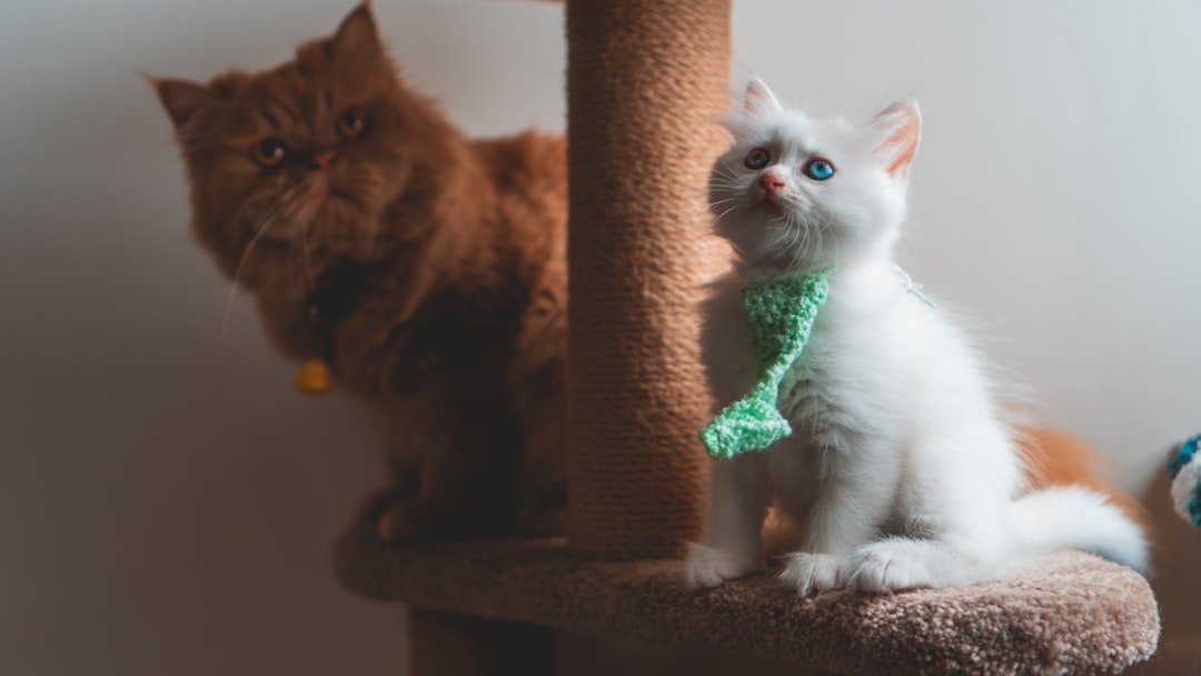 amor-peludo-rascador-gatos.jpg