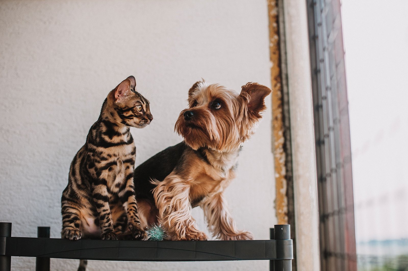 amor-peludo-costos-mascota