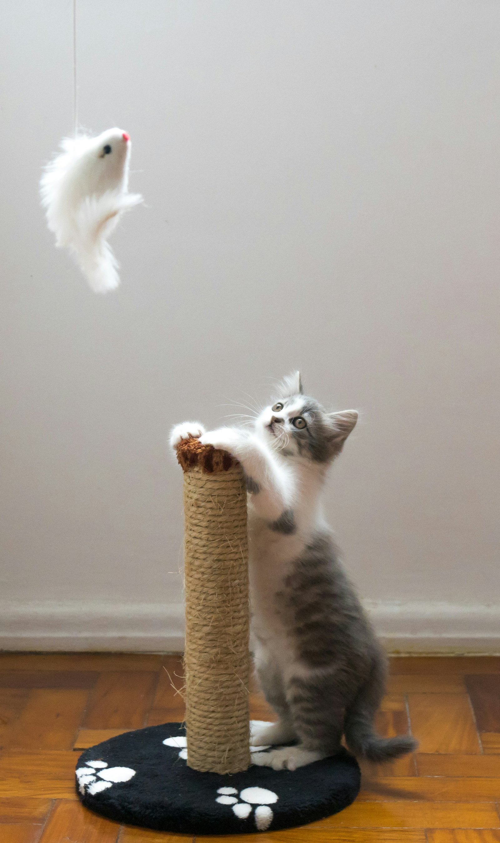 amor-peludo-rascador-vertical.jpg