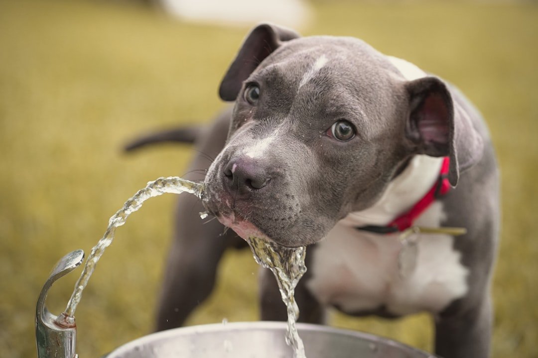 amor-peludo-salud-renal-perros.jpg