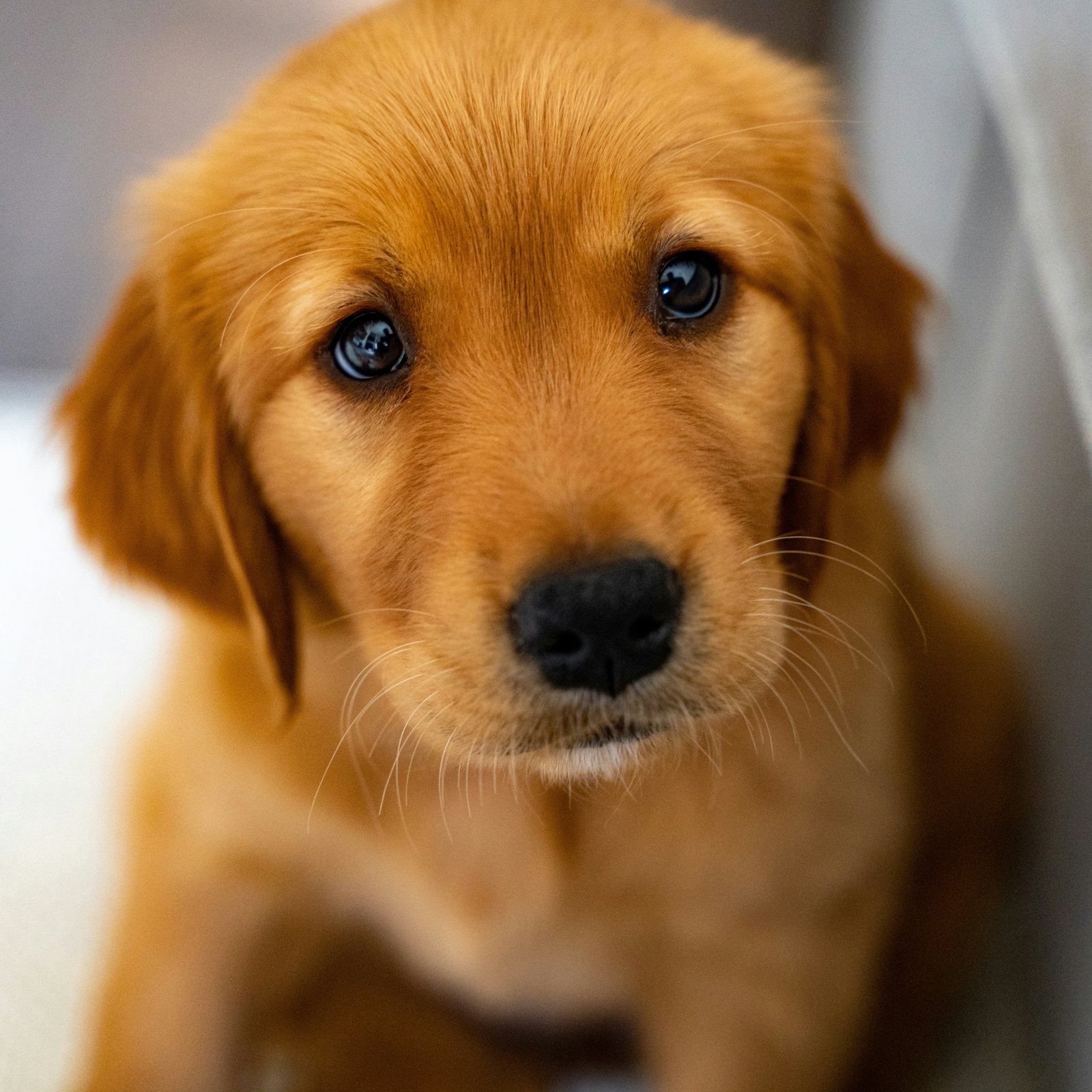 amor-peludo-nombre-cachorro.jpg