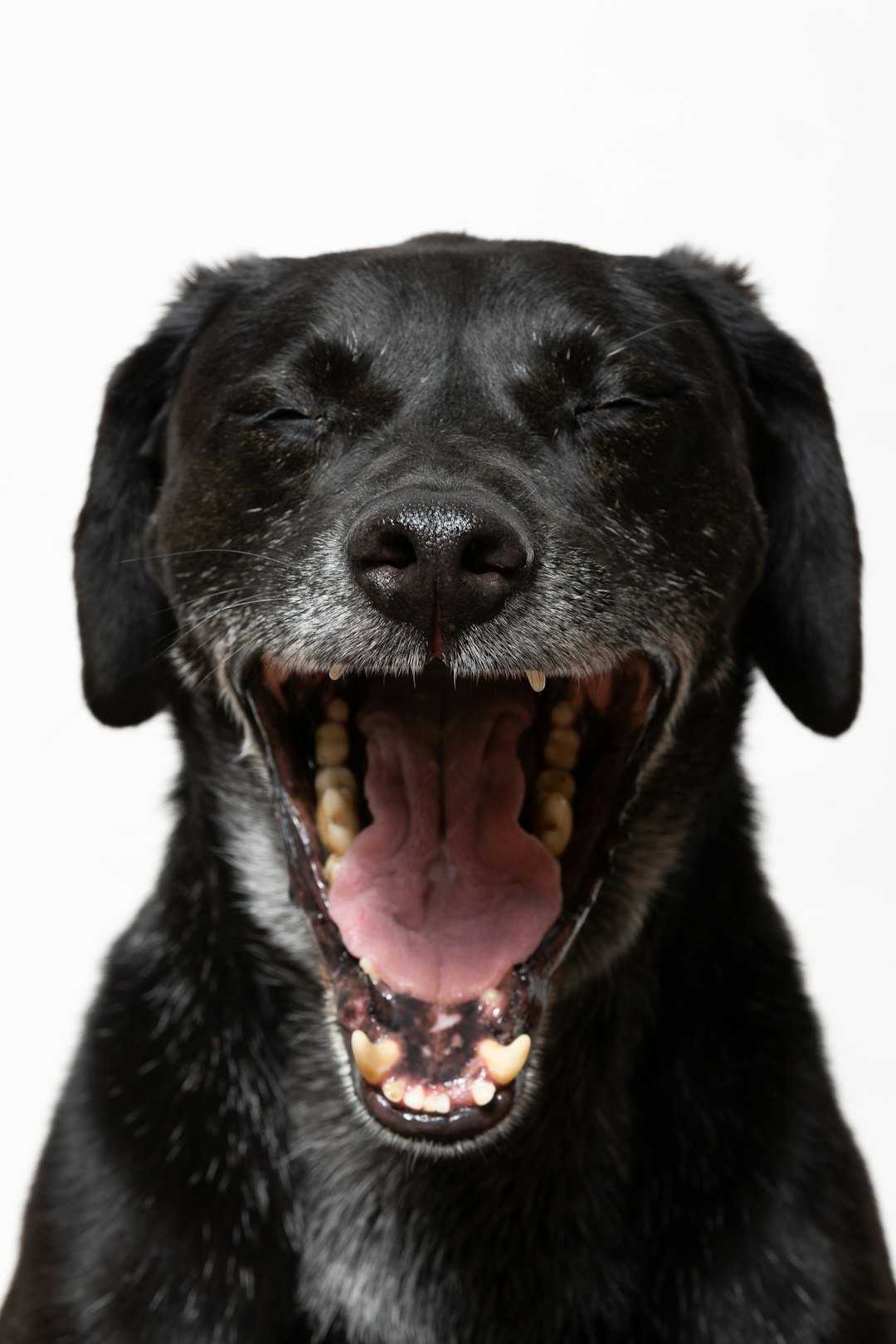 amor-peludo-salud-dental-perros.jpg