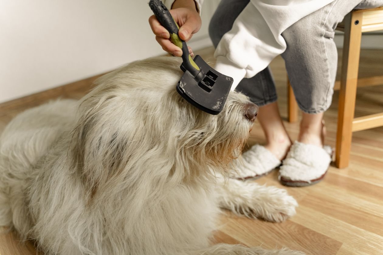 Cómo Cepillar a tu Perro o Gato Correctamente Según su Tipo de Pelaje
