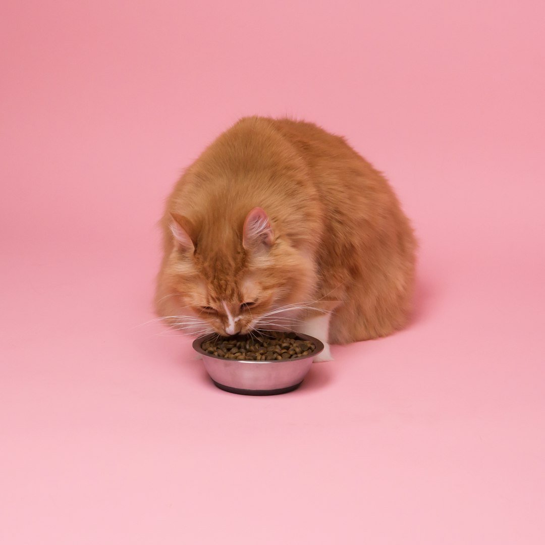 amor-peludo-alimentos-toxicos-gatos.jpg