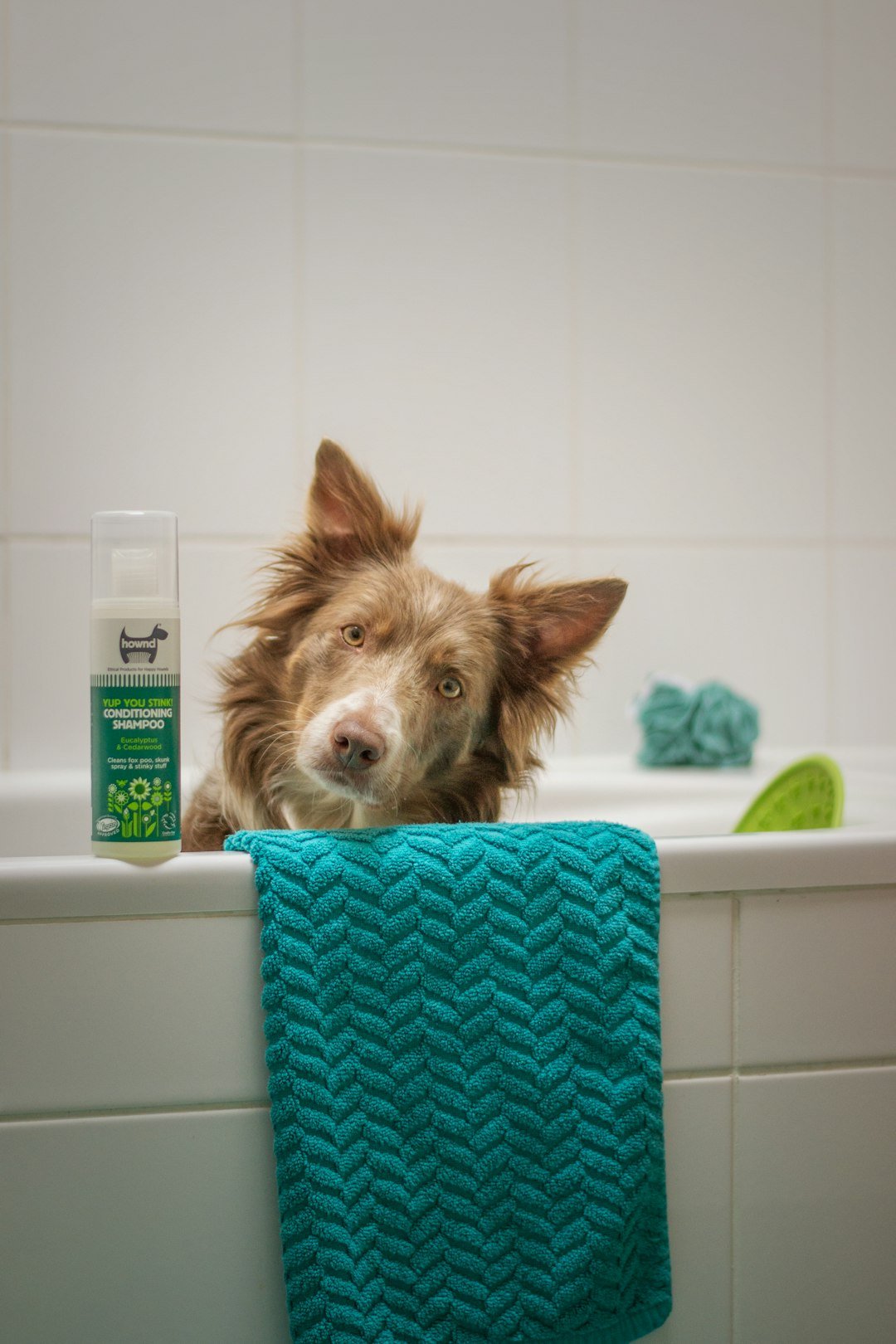 amor-peludo-hongos-piel-perros.jpg