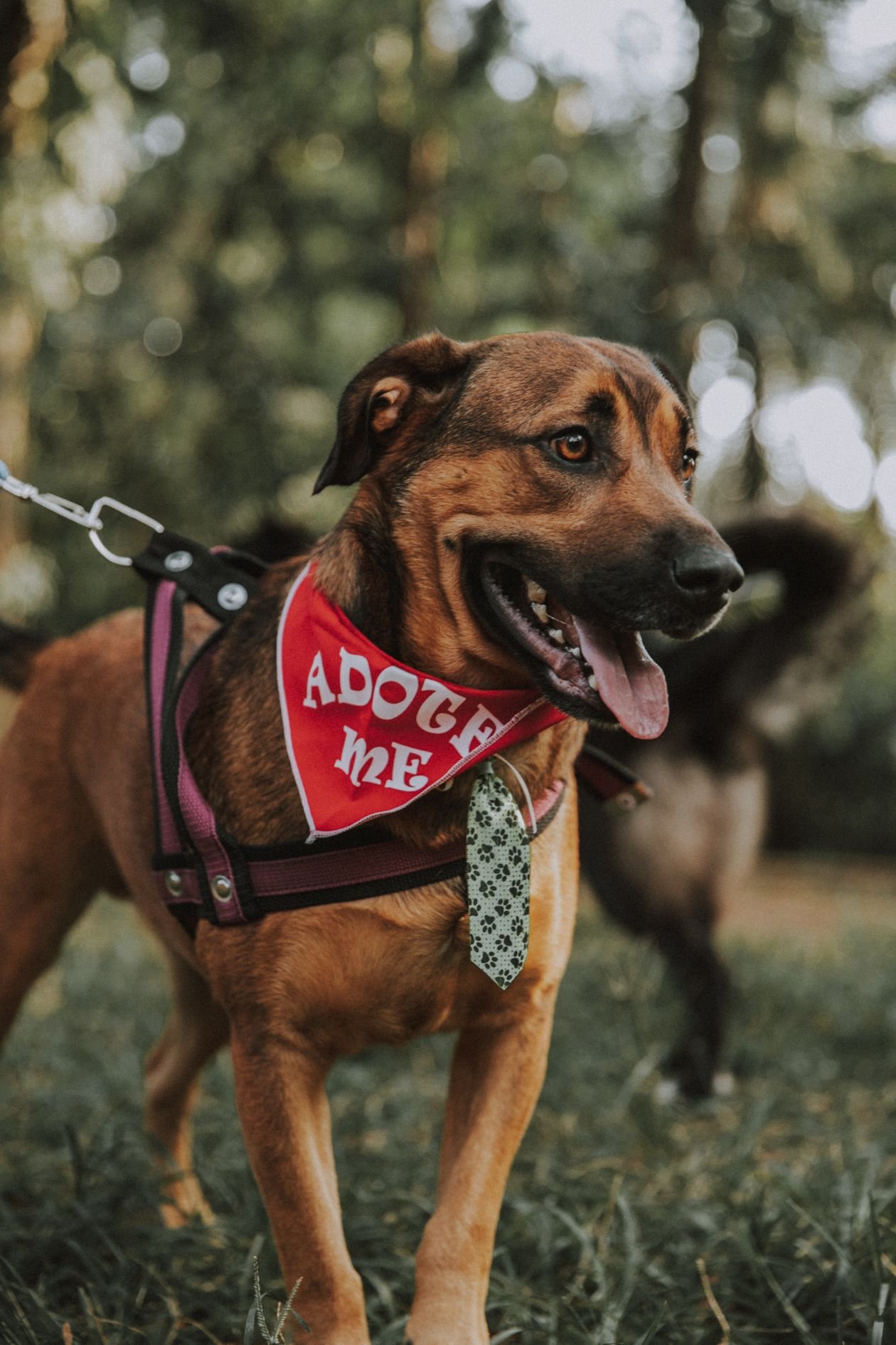 Cómo Elegir a tu Nueva Mascota: Guía para una Adopción Responsable en México