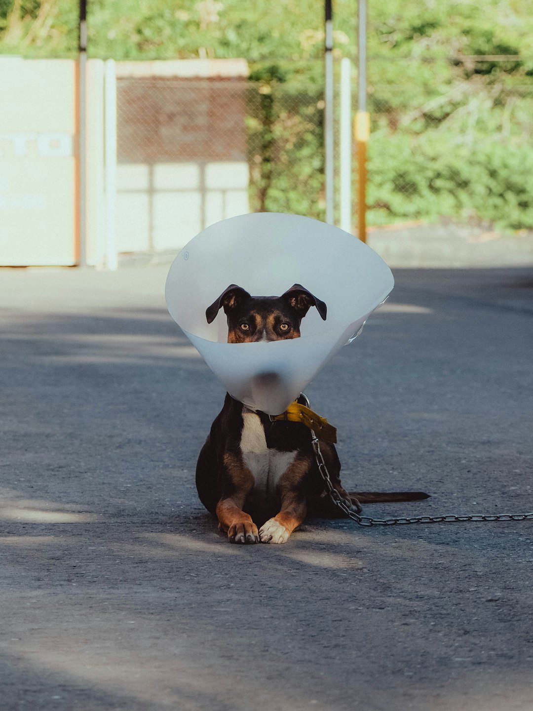 amor-peludo-collar-isabelino-recuperacion.jpg