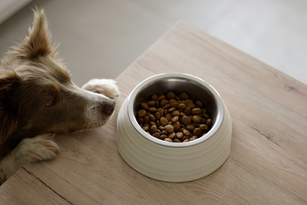 amor-peludo-salud-digestiva-alimento.jpg